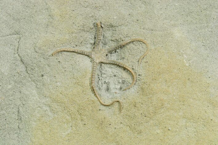 Detailed Jurassic Brittle Star (Palaeocoma) - England #354092
